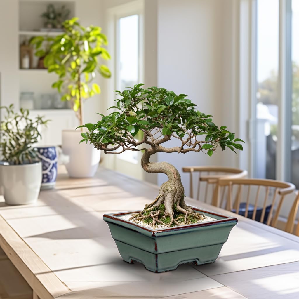 Ceramic Bonsai Pots with Drainage Hole Set of 2, Green Glazed Bonsai Planters for Indoor/Outdoor Use, Rectangular Shallow Bonzai Tree Pot for Succulent, Orchids, Cacti, Home, Patio, Garden, 6.3"x4.9"