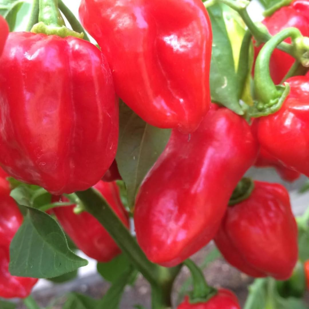 Pack 2 Red Habanero Pepper Plants, 80 Days Old Live Red Habanero Pepper Plants, Habanero Pepper Plants, Habanero Pepper Plants Live, Habanero Plant