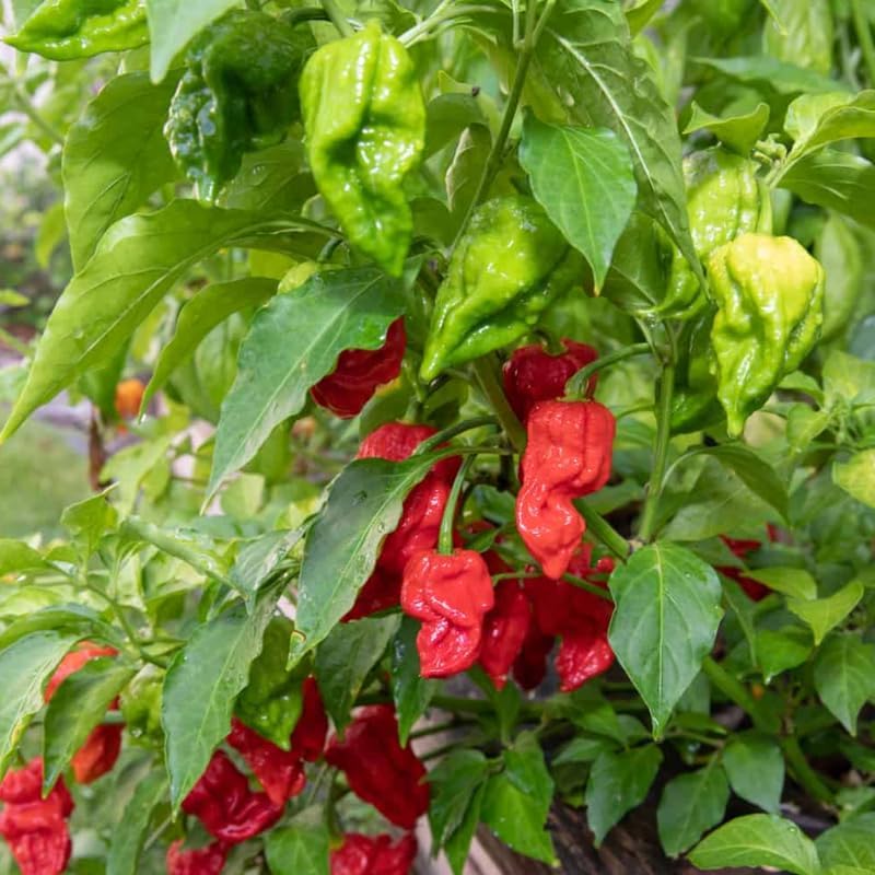 Pack 2 Red Ghost Pepper Plants, Live Red Ghost Pepper Plants, Live Ghost Peppers, Ghost Pepper Plants for Growing, 80 Days Old Plants