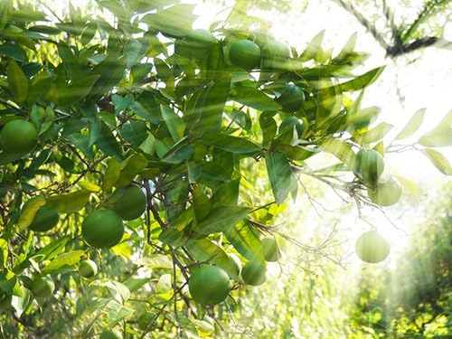 Mother's Day Live Persian Lime Tree Gift, Lasting Mother's Day Gift, Lime Tree, Easy to Grow, Indoor/Outdoor, Home Gardeners, by The Magnolia Company, Can't Ship to CA, AL, AZ, LA, TX