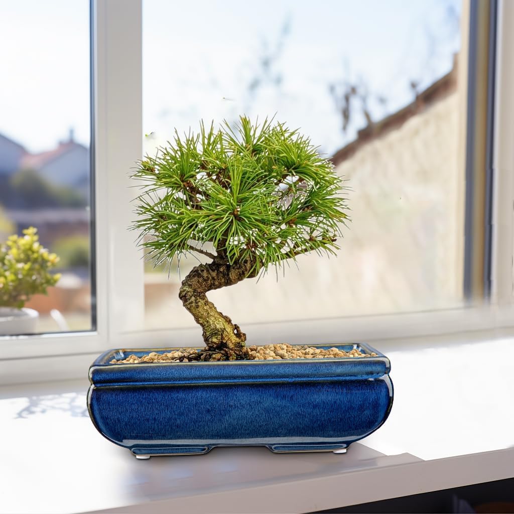 Succulent Planters Bonsai Pots for Live Bonsaii Trees Set of 2, 8.7" Large Ceramic Shallow Pot for Succulents Indoor with Drainage Hole, Outdoor Cactus Plant Bonsai Pots, Ceramic Flower Pot