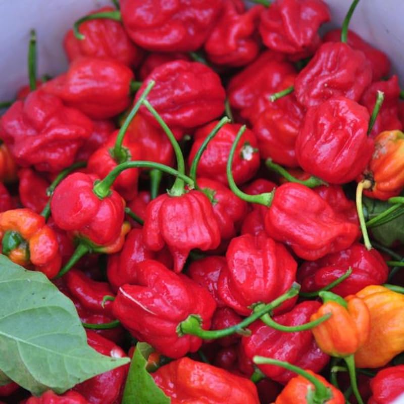 Pack 2 Pepper Plants, Hot Chili Pepper Live Plants for Growing, 80 Days Old Plants (Red Ghost Pepper)