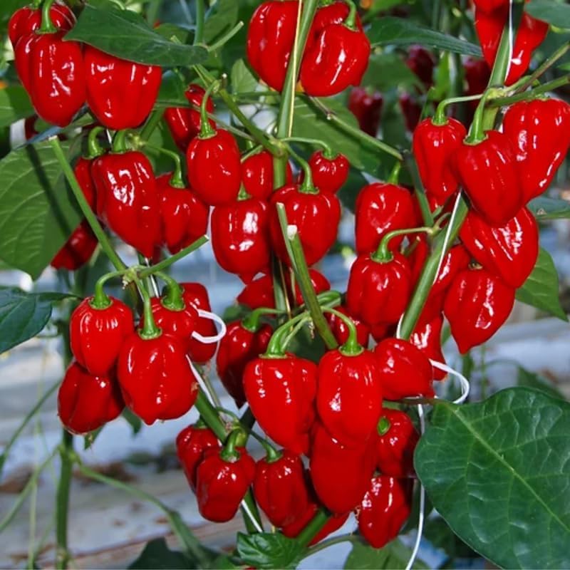 Pack 2 Red Habanero Pepper Plants, 80 Days Old Live Red Habanero Pepper Plants, Habanero Pepper Plants, Habanero Pepper Plants Live, Habanero Plant