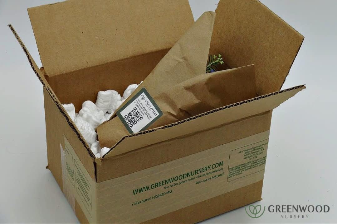 Greenwood Nursery: Live Perennial Plants - ARP Rosemary + Rosmarinus Officinalis - [Qty: 5X 3.5 Pots] - (Click for Other Available Plants/Quantities)
