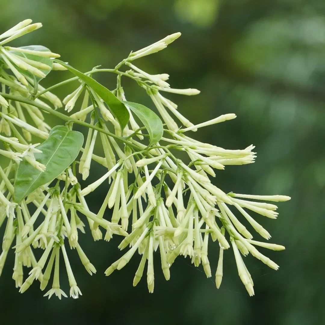 Night Blooming Jasmine Live Plant - Cestrum Nocturnum. Fragrant Flowering Shrub for Garden, Patio or Window (2 ngt.jas sacs)