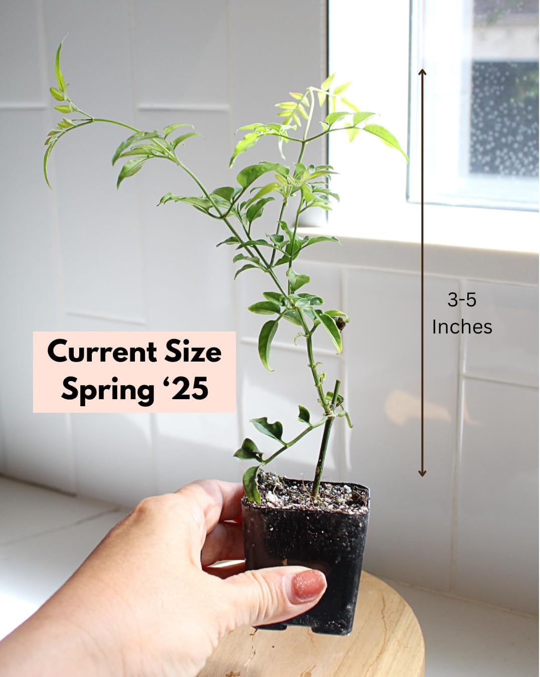Pink Jasmine Vine Starter Plant | Jasminum Polyanthum | 2 inch Pot