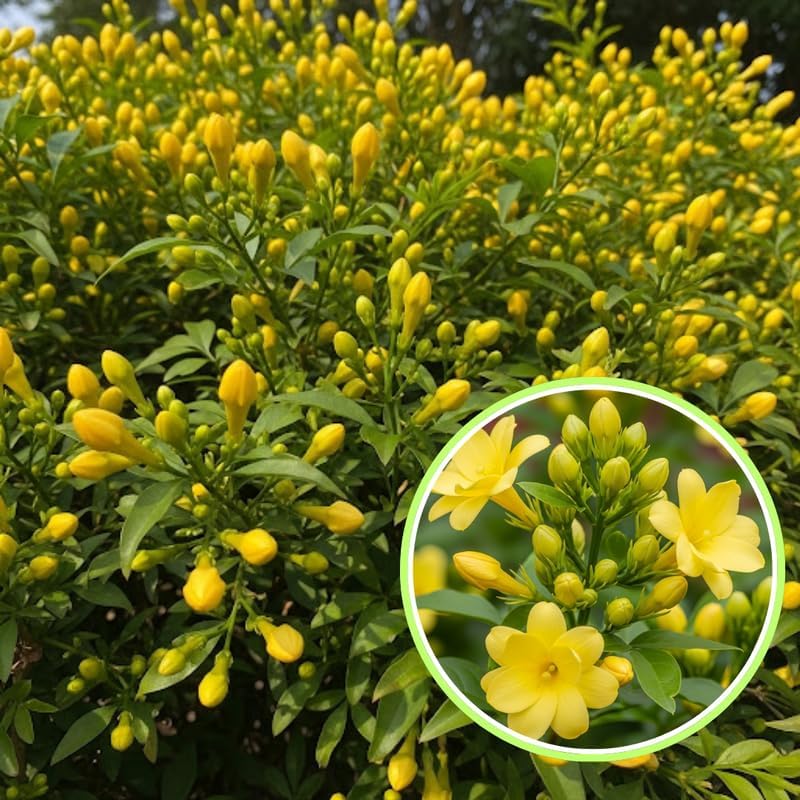 2 Gardenia Jasmine Plants Live, Climbing Jasmine Indoor Outdoor Live, Fragrant, 5-9" in Tall, No Pot, Hardy and Fast-Growing