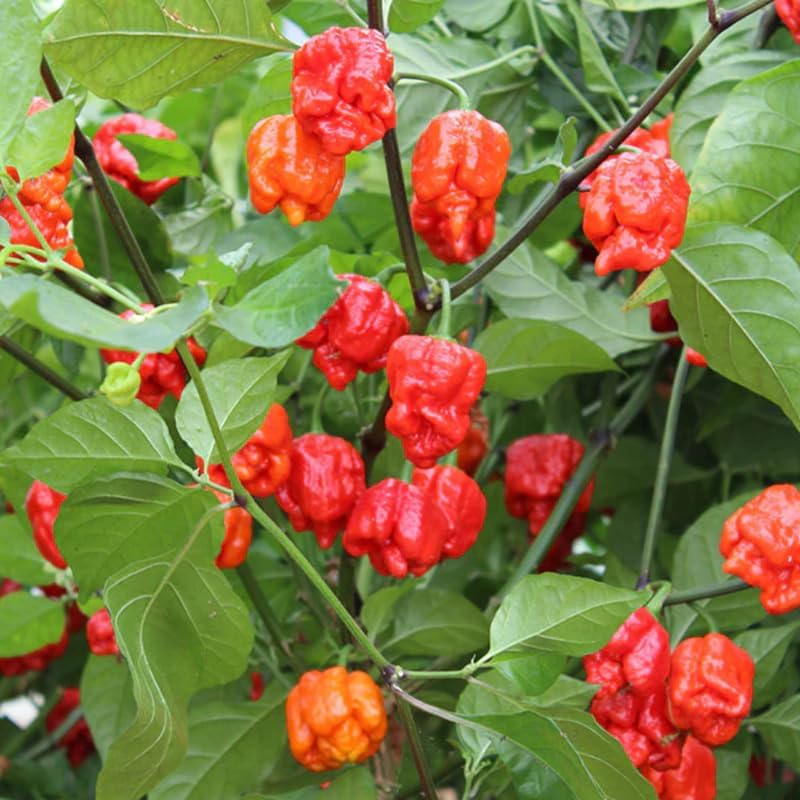 Set 4 Super Hot Peppers Live Plants, 90 Days Old Hot Pepper Chili Plant for Spring Planting, Assorted Color (Carolina Reaper)