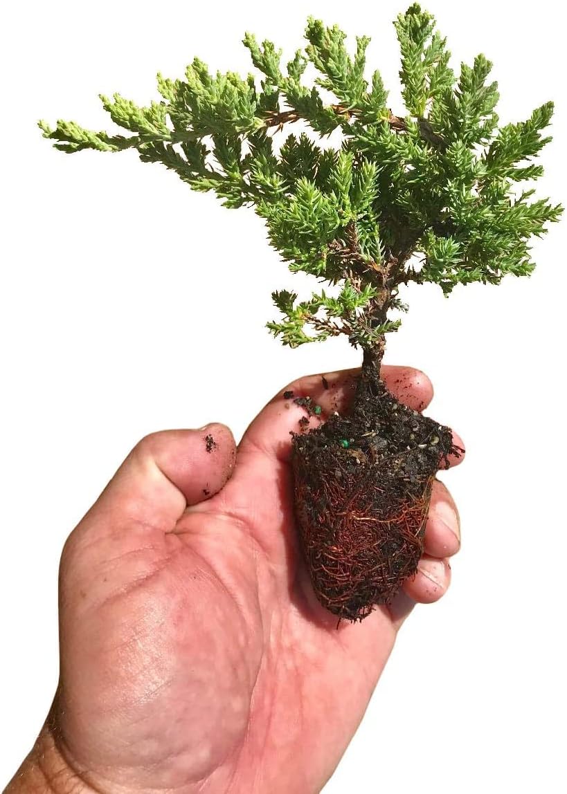 Juniper Procumbens Nana - 10 Live Plants - Drought Tolerant Evergreen Groundcover - Great for Bonsai