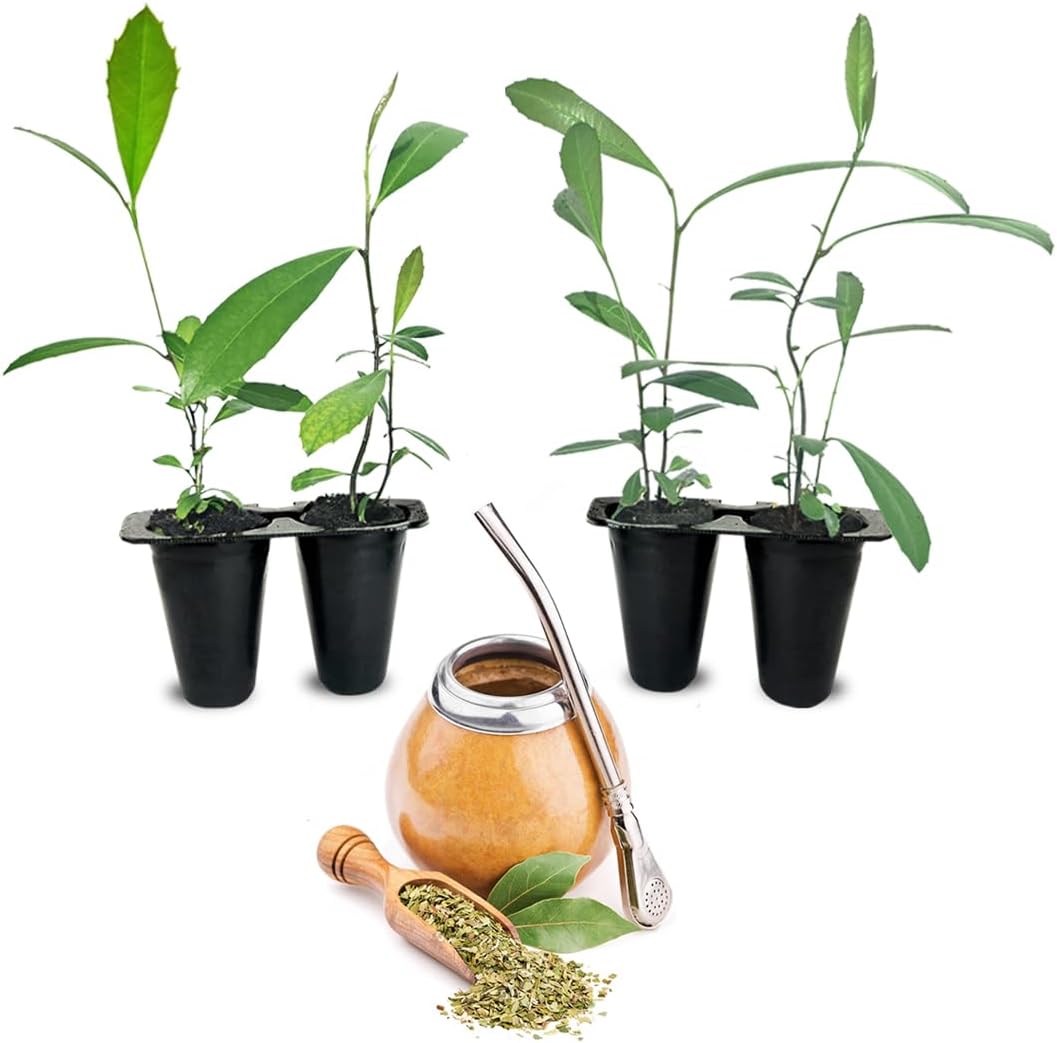 Yerba Mate Tea Plant (4 Pack) | Real Live Plant for Sale | Perfect for Tea Lovers | Hardy and Easy to Grow for Planting | Grow Organic Tea Leaves at Home | Great for Indoor or Outdoor Gardens