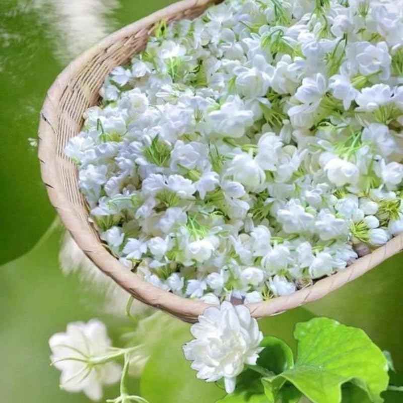 2 Orleans Sambac Jasmine Plants Live, Climbing Jasmine Indoor Outdoor Live, Fragrant, 5-9" in Tall, No Pot, Hardy and Fast-Growing