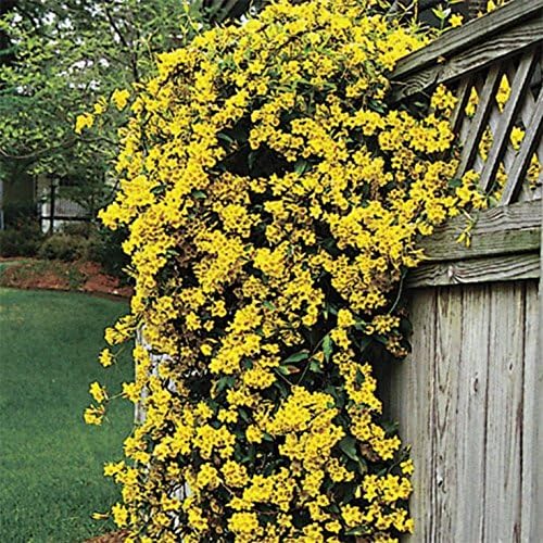 Carolina Jasmine | 10 Live Plants | Gelsemium Sempervirens | Fragrant Yellow Blooms, Evergreen Vine, Low Maintenance, Fast Growing, Climbing, Attracts Pollinators, Garden Trellis