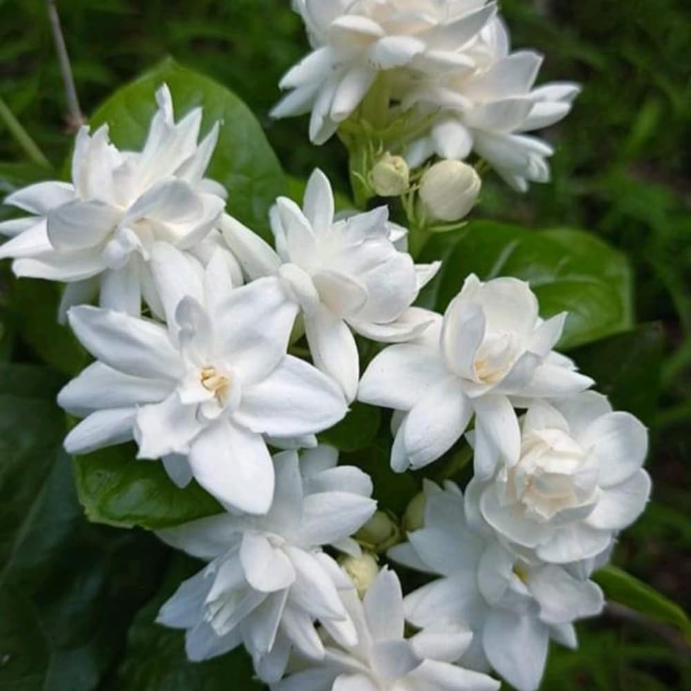 Maid of Orleans Jasmine Plants Live, Arabian Jasmine Plant Indoor, Fragrant Jasmines Flowers 4 to 7 Inch