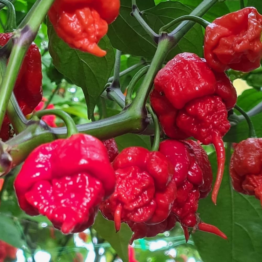 Pack 4 Pepper Plants Live, 80 Days Old Live Pepper Green for Growing, Chili Peppers for Planting, 5 to 9 Inc Tall (Carolina Reaper)