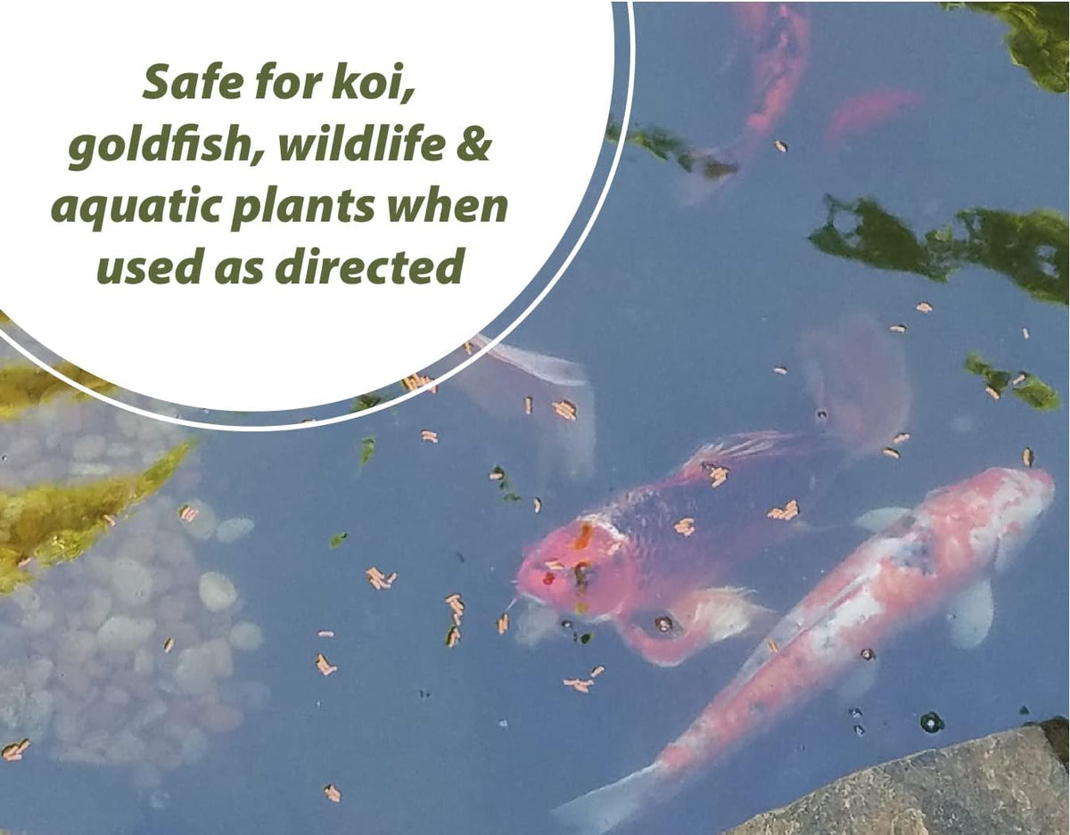 Bloom Buster Algae Control for Fish Ponds & Water Gardens - 32 Ounces - Safe for Koi Fish, Goldfish & Plants - Controls Algae in Ponds & Water Features, EPA Registered