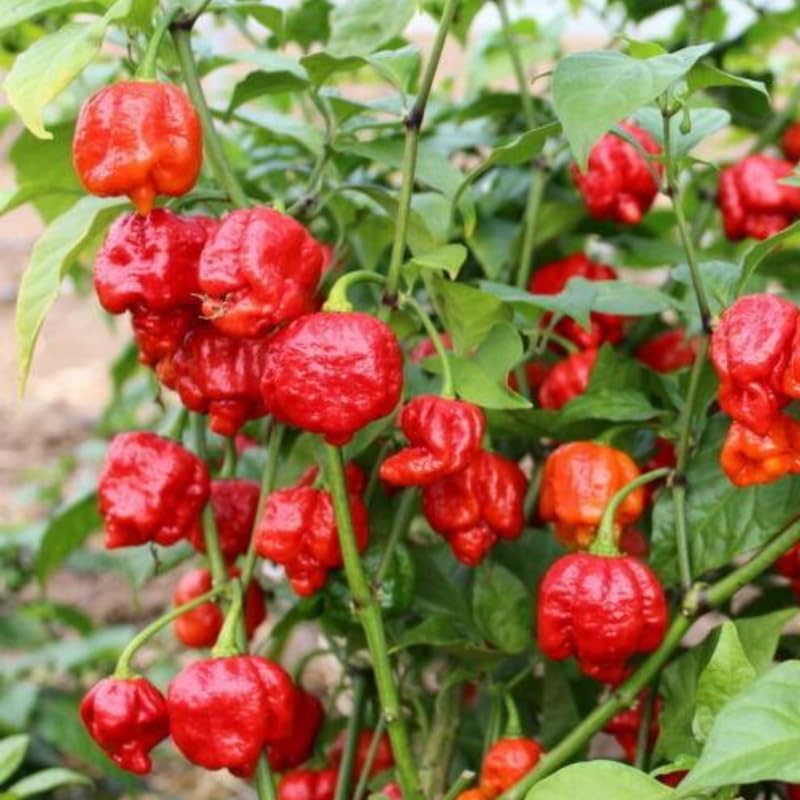 Set 4 Super Hot Peppers Live Plants, 90 Days Old Hot Pepper Chili Plant for Spring Planting, Assorted Color (Carolina Reaper)