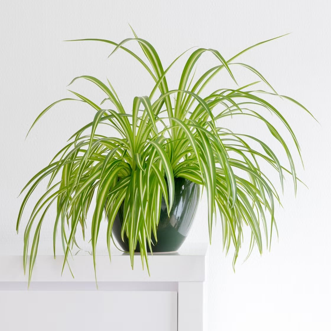 Healthy Spider Plant - Easy Care, Air-Purifying Houseplant (2 Spider Cups)