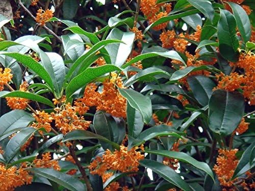Orange Flowering Fragrant Tea Olive (osmanthus) - Live Plant - Trade Gallon Pot