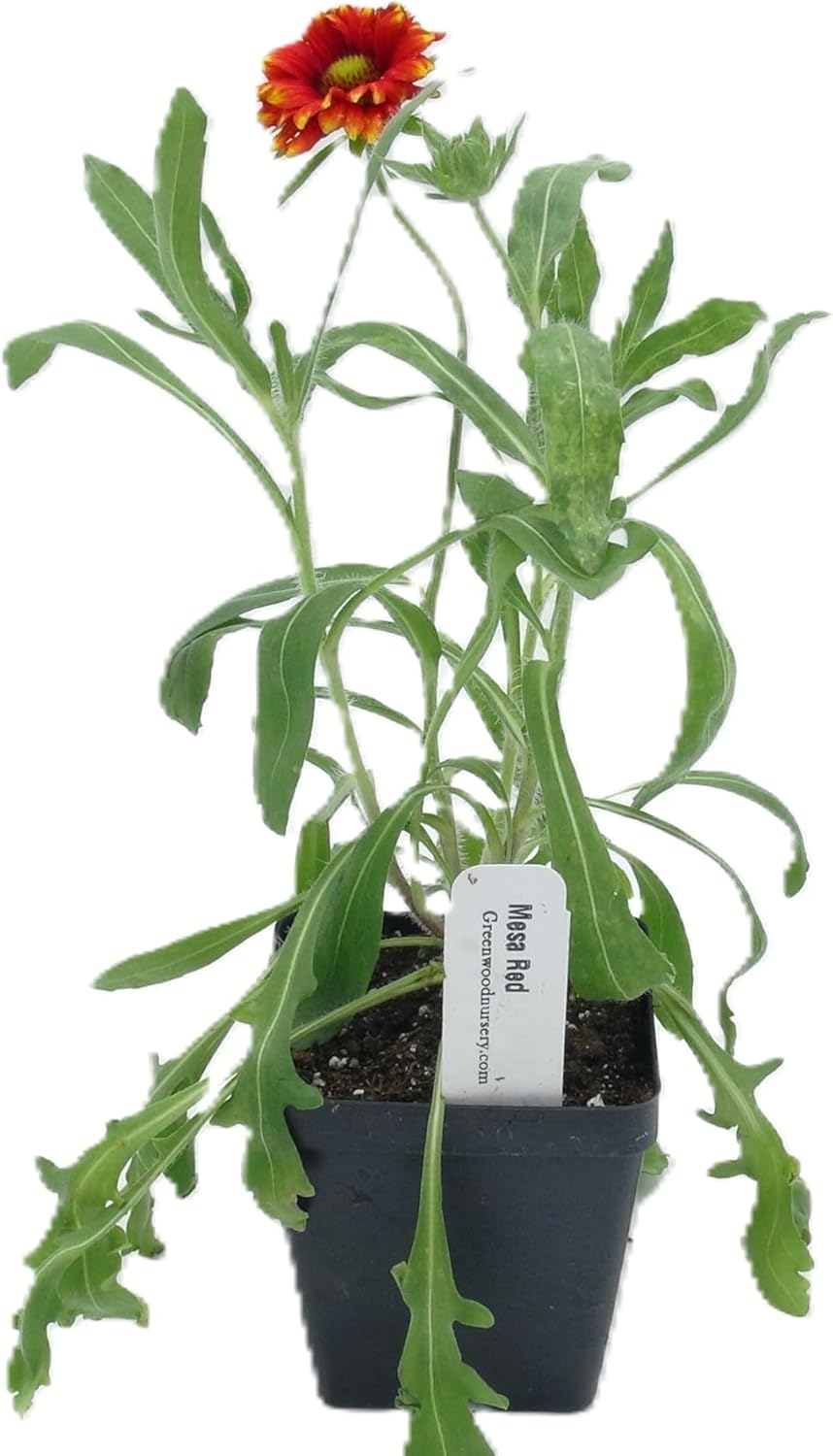 Greenwood Nursery: Live Perennial Plants - 'Mesa Red' + Gaillardia x Grandiflora - [Qty: 3X Pint Pots] - (Click for Other Available Plants/Quantities)