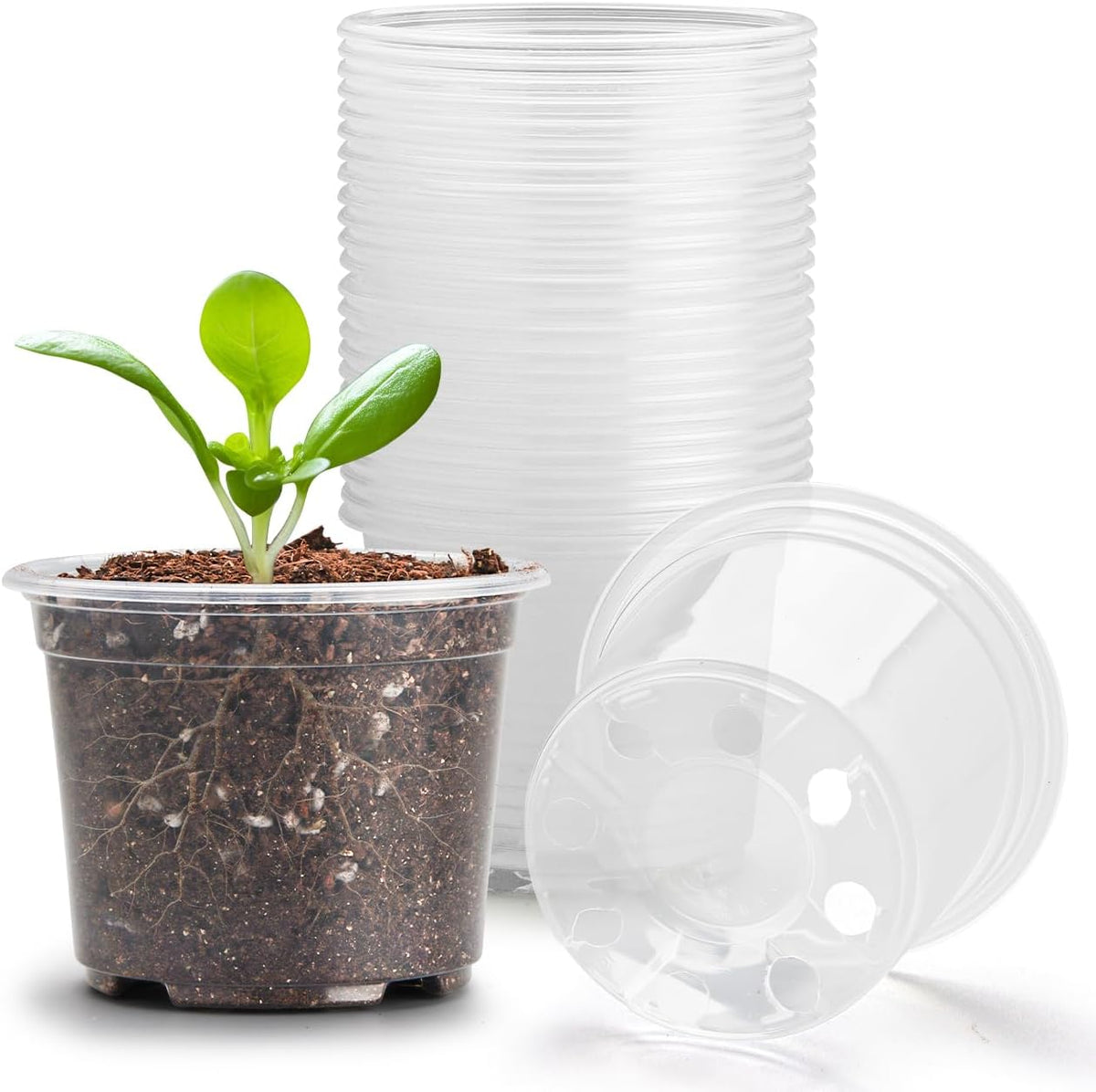 Clear Seedling pots 20 Pack 3.2 Inches Round for Seeds Starter Pots, Seeds Germination Transparent Clean Pots with Drainage Holes(Clear,20 Pcs, 3.14Inch)…