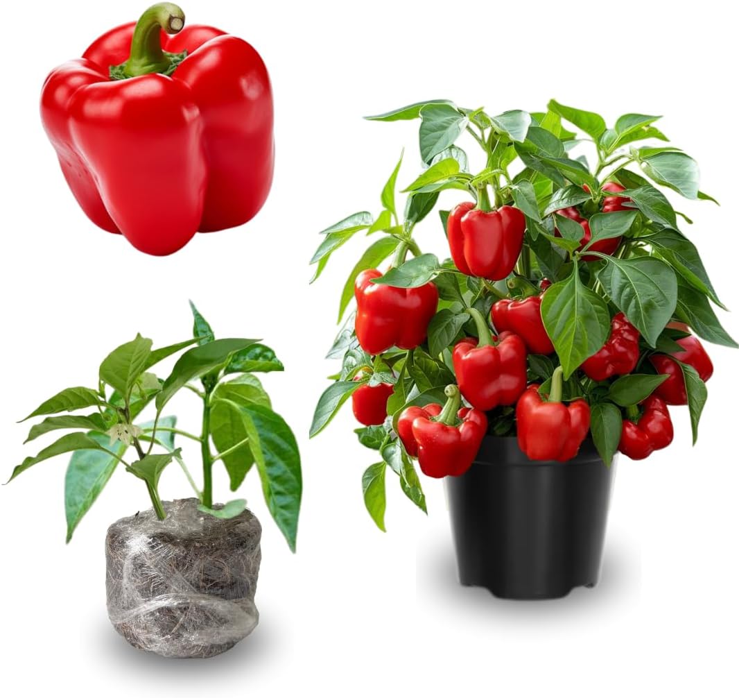 Pack 4 Pepper Plants Live, 80 Days Old Live Pepper Green for Growing, Chili Peppers for Planting, 5 to 9 Inc Tall (Sweet Bell)