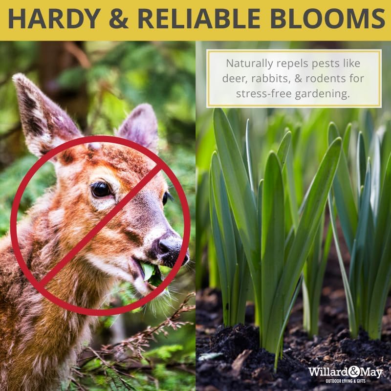 100 Mixed Daffodil Bulbs – Bulk Pack of Spring-Blooming Narcissus – Deer Resistant & Cold Hardy – Easy Fall Planting - Plant in Gardens, Borders & Flowerbeds - Willard & May