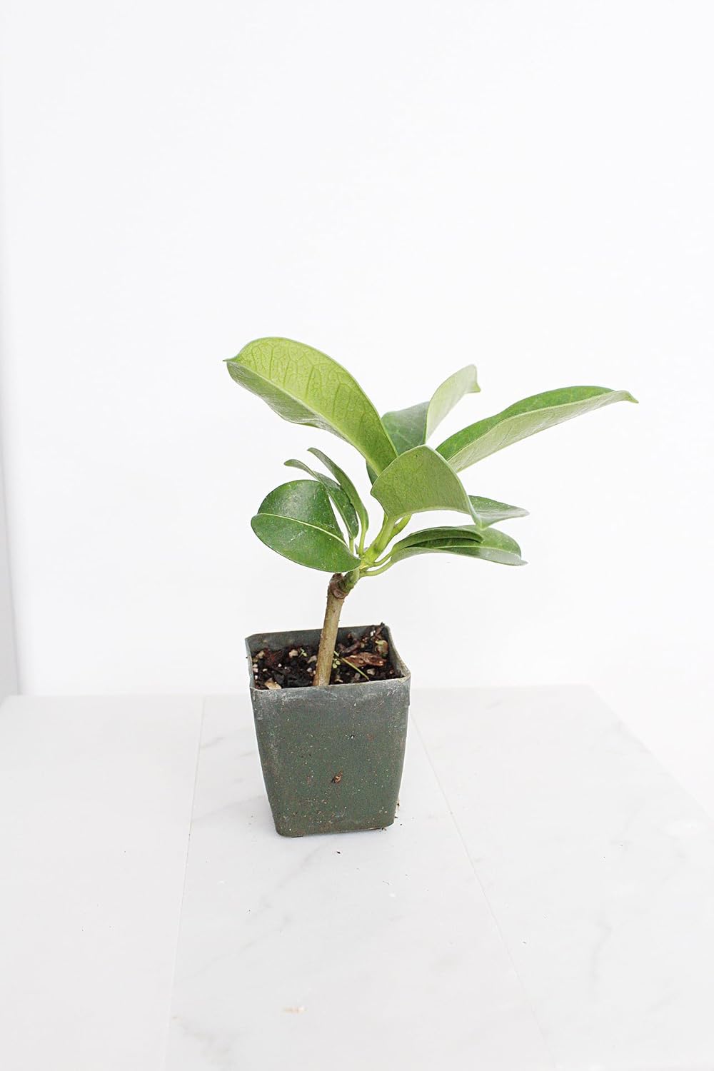 Generic Stephanotis Floribundas Madagascar Jasmine Vine | 2 inch Pot | Fairy Garden (1), green
