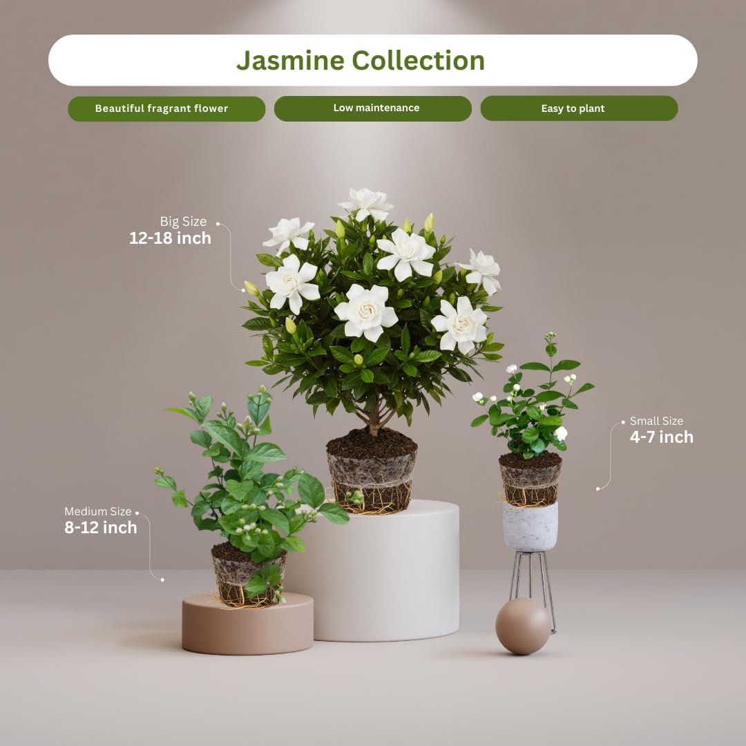 Frostproof Cape Jasmine Plants Live, Arabian Jasmine Plant Indoor, Fragrant Jasmines Flowers 4 to 7 Inch