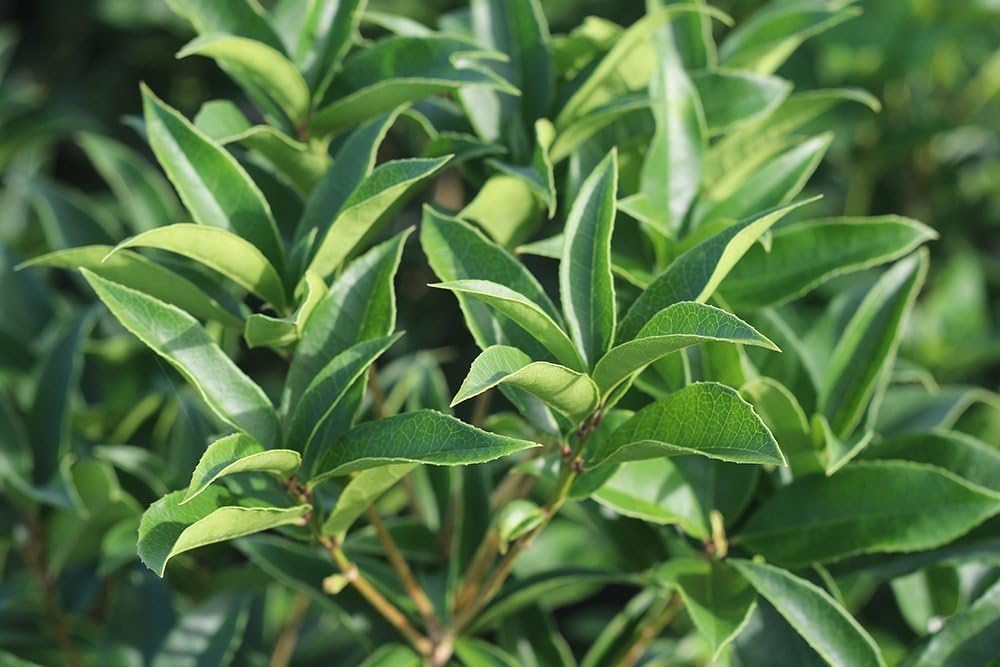 PERFECT PLANTS Tea Olive 1 gallon