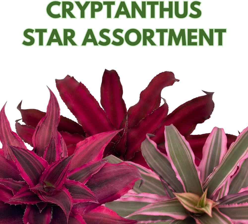 BubbleBlooms Cryptanthus bivittatus Assortment, Earth Star Bromeliad Set, 3 Different Succulents