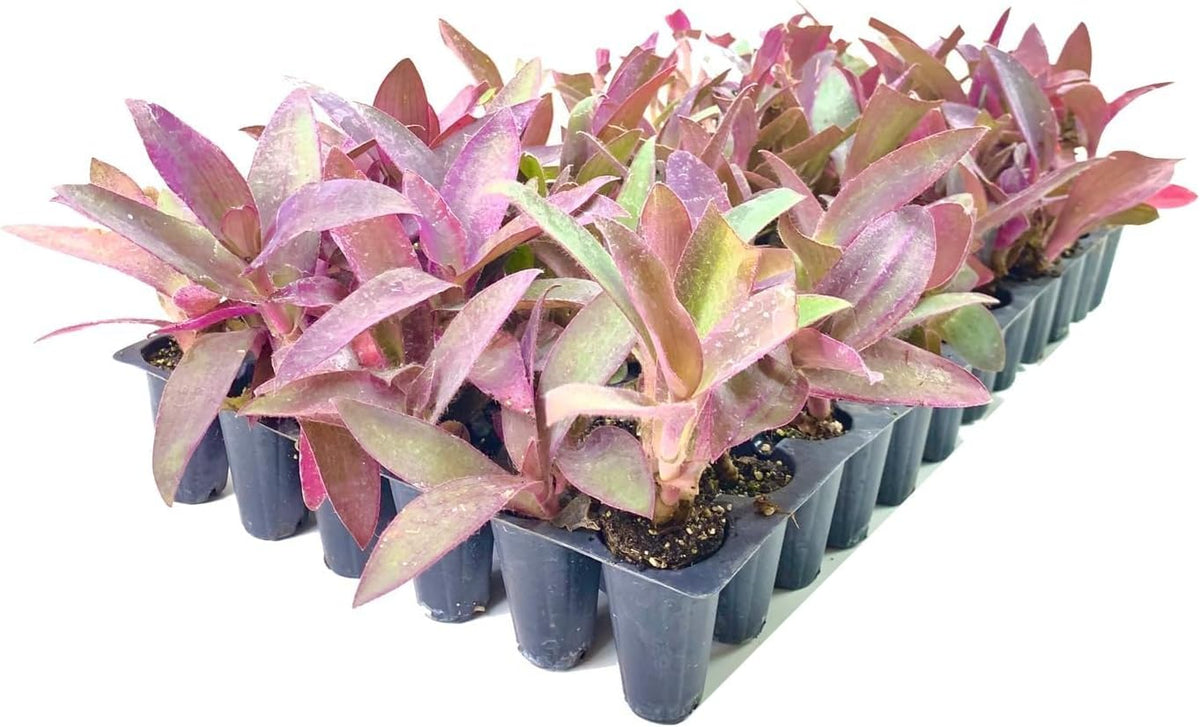 Purple Queen Tradescantia Setcresea I 40 Live Plants I Spiderwort | Lush Magenta Foliage for Striking Garden Contrast, Ideal for Ground Cover, Borders, & Containers