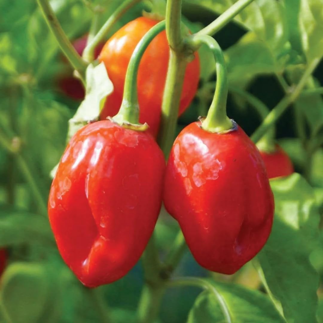 Pack 2 Red Habanero Pepper Plants, 80 Days Old Live Red Habanero Pepper Plants, Habanero Pepper Plants, Habanero Pepper Plants Live, Habanero Plant