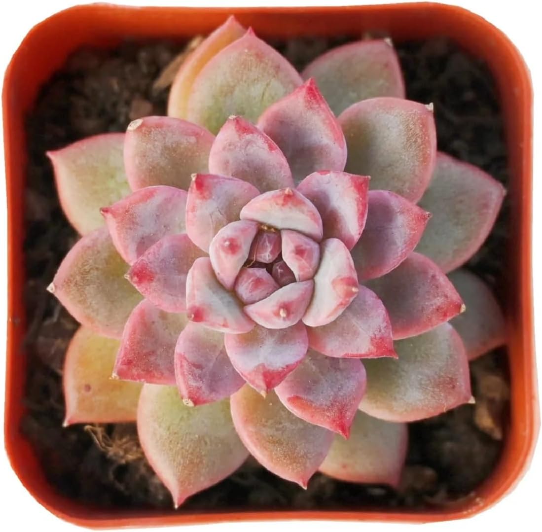 2" Rare Succulent Echeveria 'White Ice', Live Succulents Plants Fully Rooted in Grower Pots, Unique Gift for Wedding Favor, Party Favor