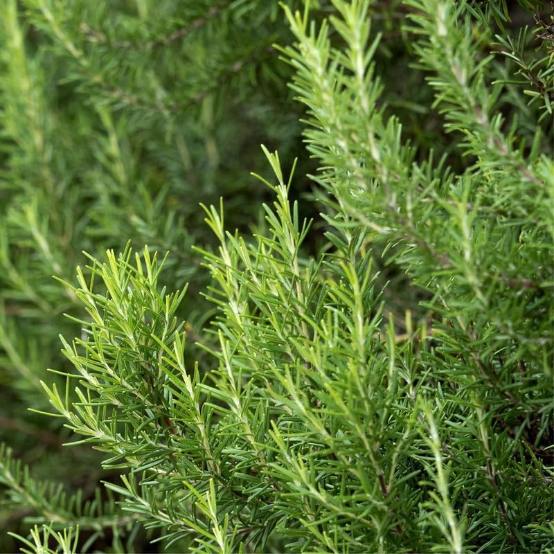 Rosemary Plant in 4 Inch Pot, Fragrant Plants for Indoor Outdoor Planting, Live Perennial Rosemary Plants