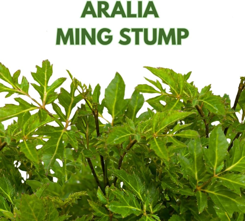 BubbleBlooms Aralia Ming Bonsai Stump Plant Polyscias fruticosa in a 4 inch Pot