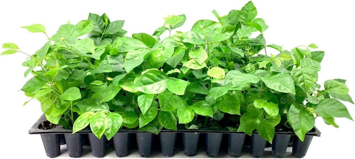 Sambac Jasmine Plant | 10 Live Plants | Jasminum Sambac | Fragrant White Blooms | Ideal for Indoor & Outdoor Planting | Aromatic Addition to Gardens & Patios | Lush & Decorative Foliage