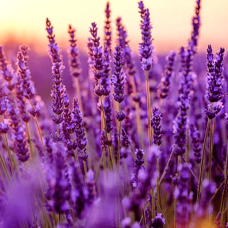 Pack 2 Provence Lavender Live Plants, Perennial Purple Lavender Flowers Shrubs, Fragrant Flower Herb for Planting 4-8 Inch