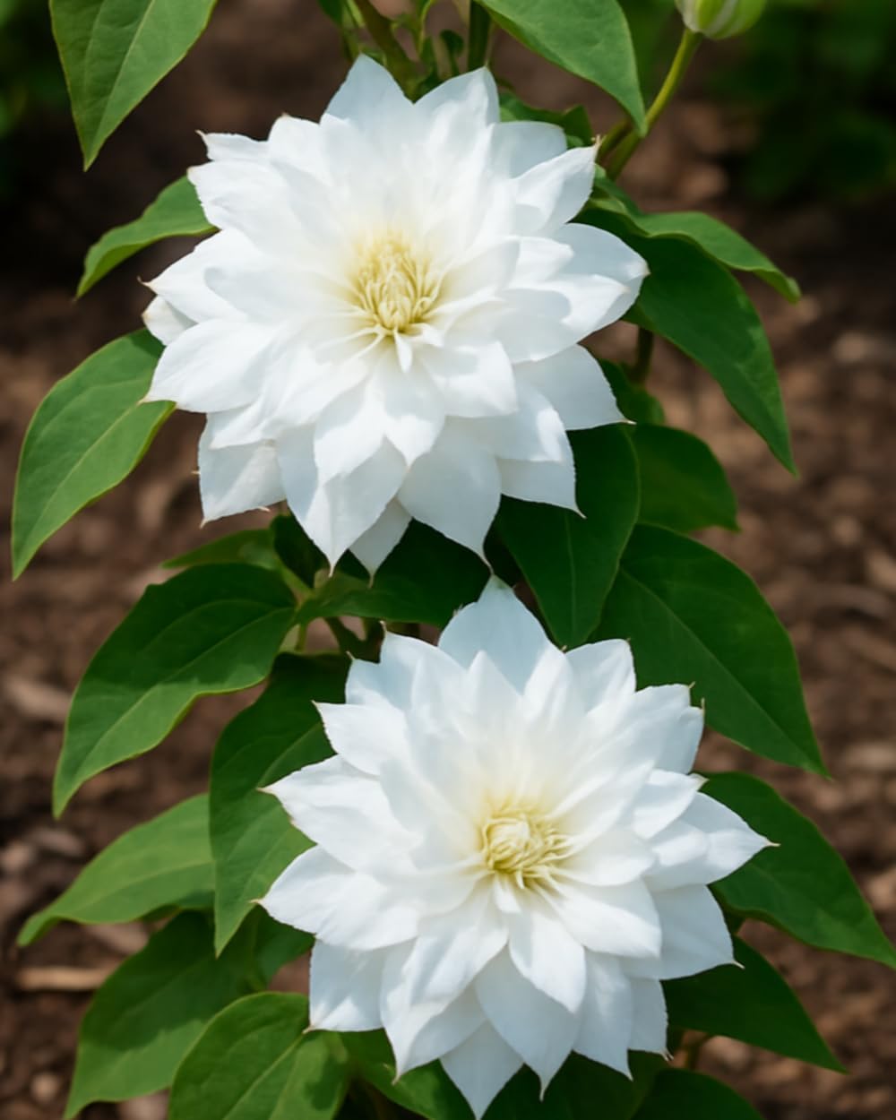 Perennial Farm Clematis 'Duchess of Edinburgh' Hybrid – Live Clematis Vine in 4 Quart Container, Elegant Double White Blooms, Long Blooming, Ideal for Trellises, Arbors & Classic Garden Displays