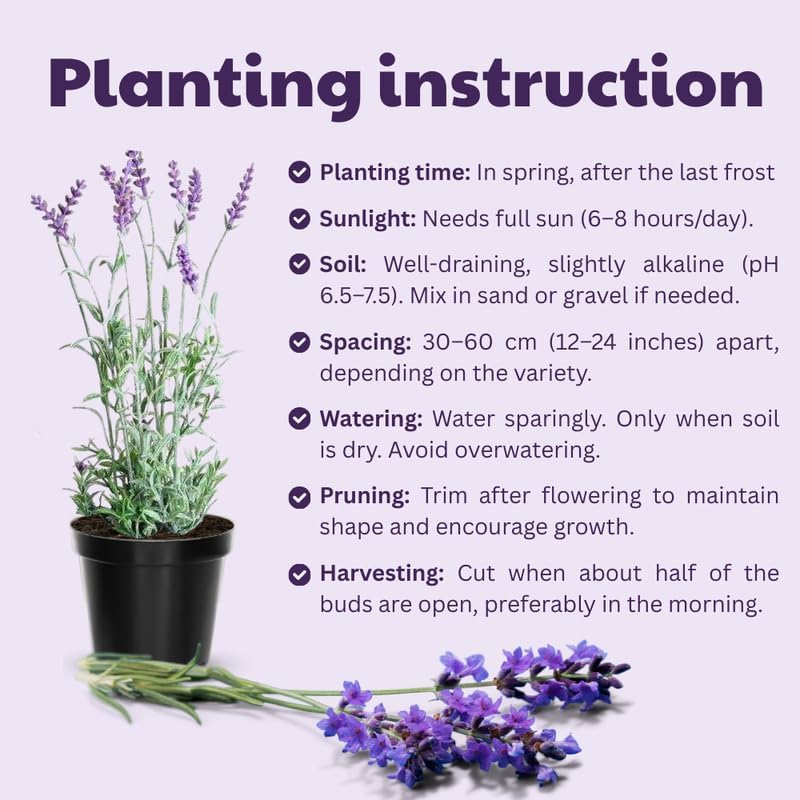 Pack 2 Extreme Fragrant Lavender Live Plants, Perennial Purple Lavender Flowers Shrubs, Fragrant Flower Herb for Planting 4-8 Inch