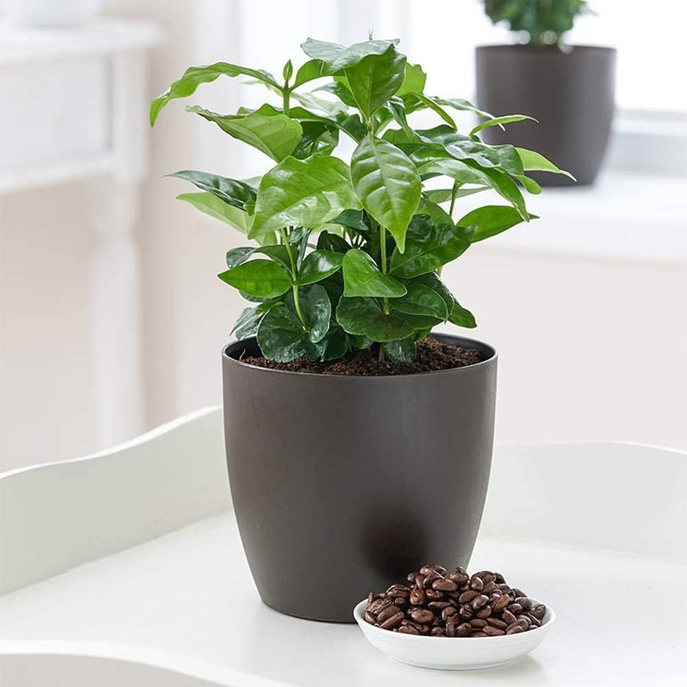 American Plant Exchange Arabica Coffee Real Live Plant, 6" Pot, Flowering Indoor Outdoor Air Purifier, Green Rippled Leaves