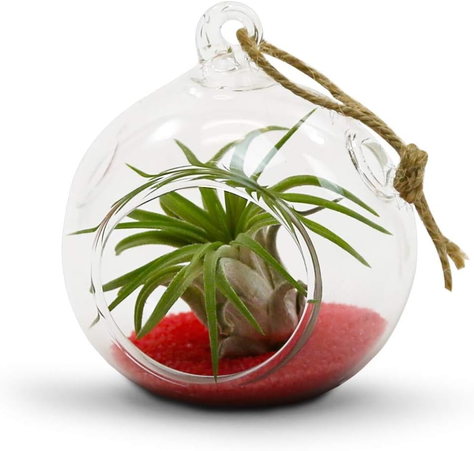 WGV Hanging Terrarium Globe, Width 2.25", Height 2.75", DIY Air Succulent Planter, Clear Glass Vase Orb with Flat Bottom, Candle Holder for Windowsill Outdoor Garden Decor, 6 Pieces Bulk