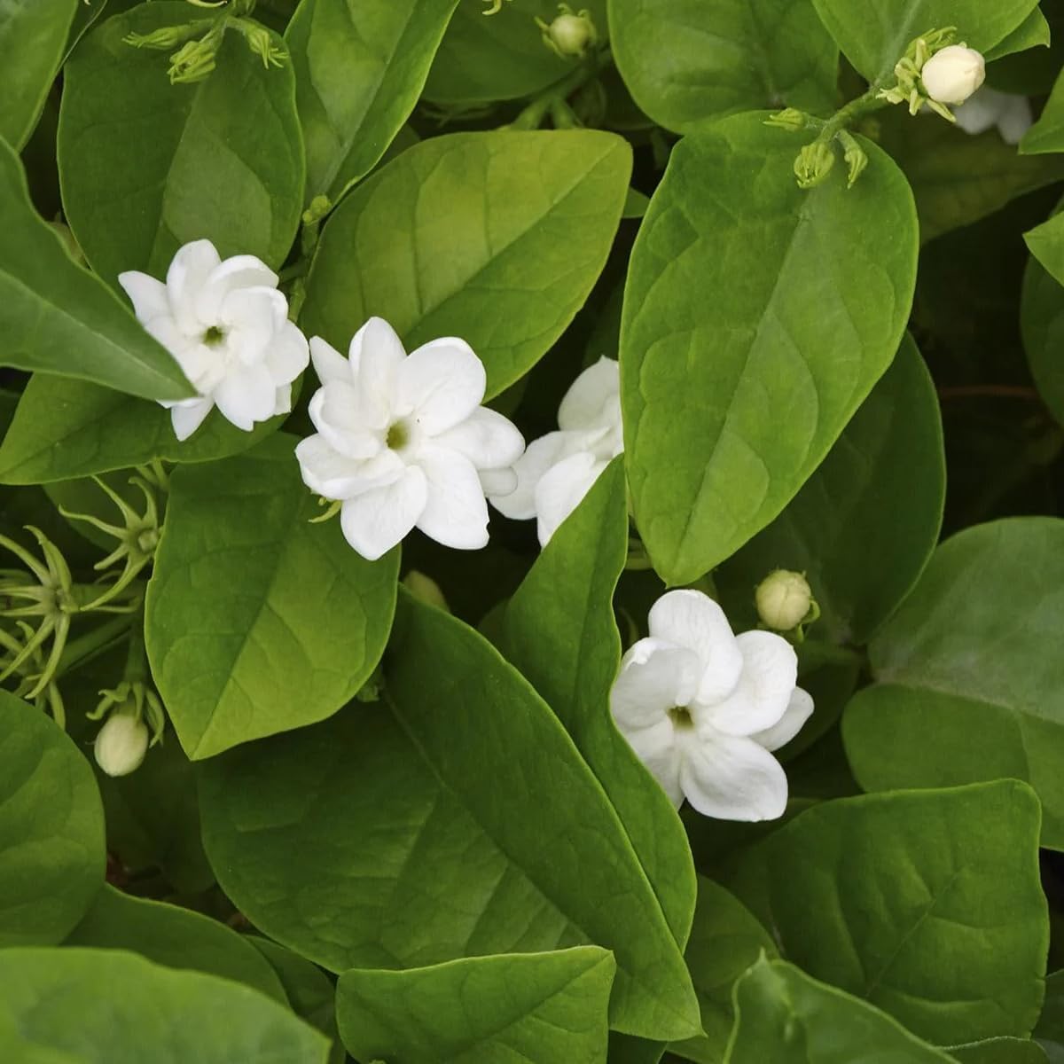Arabian Jasmine (Jasminum Sambac) - Live, Fragrant, Blooming, Indoor/Outdoor Decorative Plant (4 Arab jas sacs)