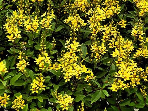 Carolina Jasmine | 10 Live Plants | Gelsemium Sempervirens | Fragrant Yellow Blooms, Evergreen Vine, Low Maintenance, Fast Growing, Climbing, Attracts Pollinators, Garden Trellis
