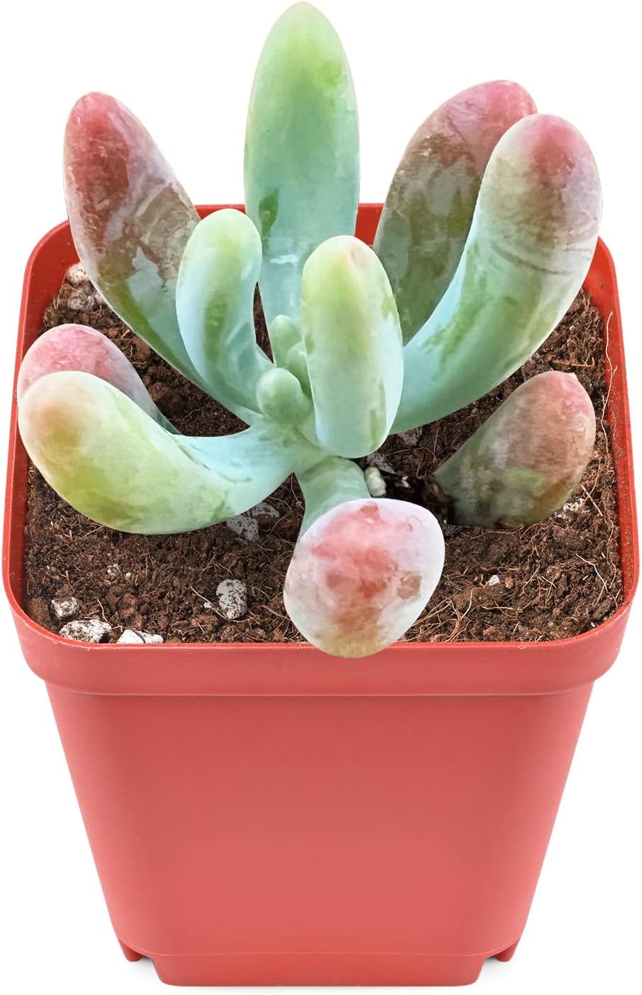 Sprout N Green Sedum corynephyllum Frod, 1 Live Mini Succulent Plant Fully Rooted in 2 inch Starter Pot, Real House Plant for Indoor Outdoor Home Office Wedding Decoration Party Favor