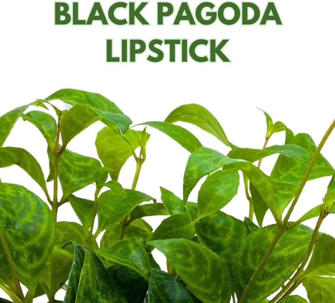 BubbleBlooms Black Pagoda Lipstick Plant in a 4 inch Pot