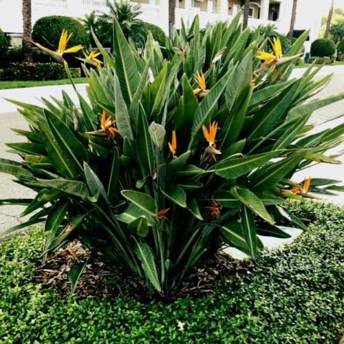 Bird of Paradise - Orange - Strelitzia Reginae. (2 Orange BoP in Sac)