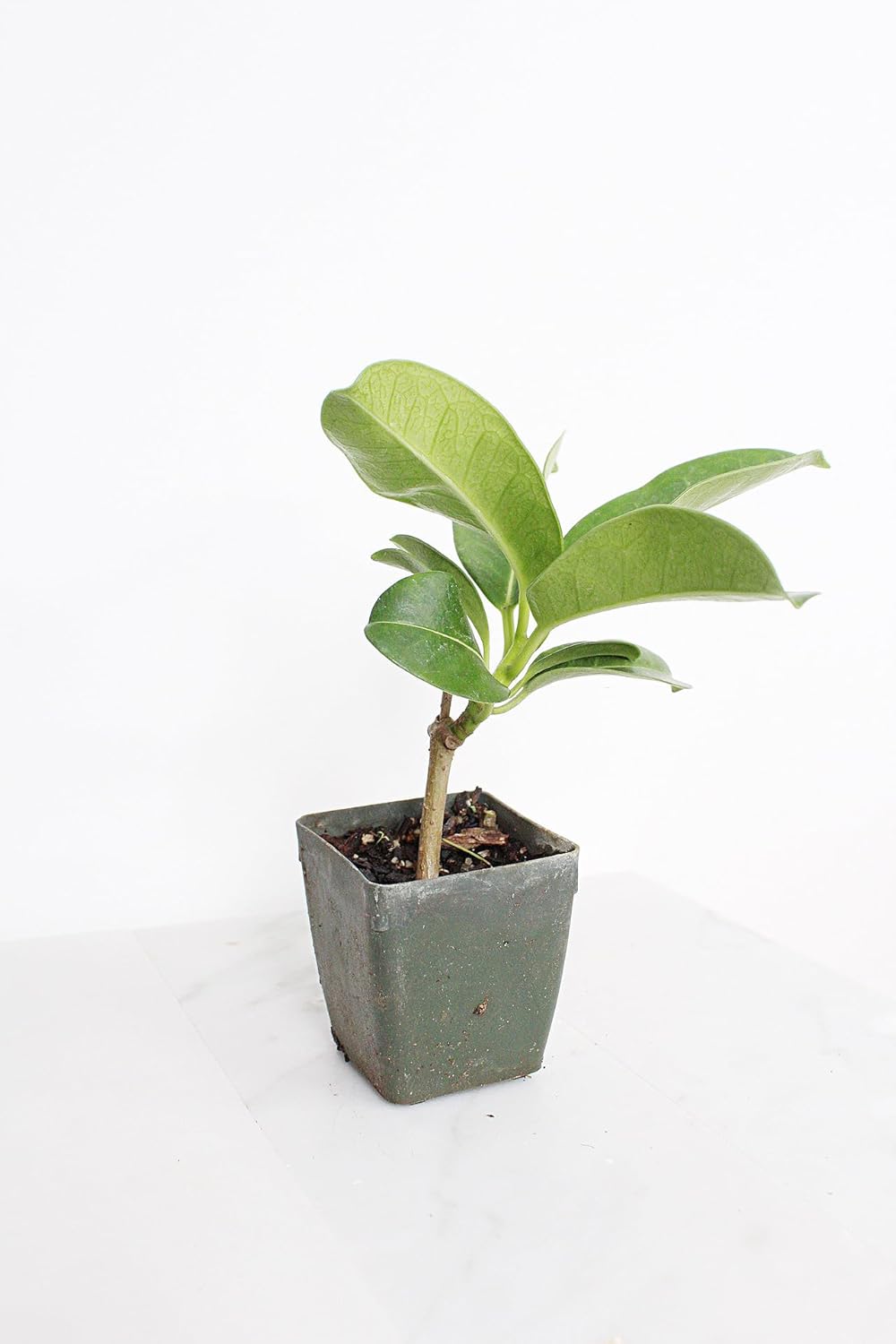 Generic Stephanotis Floribundas Madagascar Jasmine Vine | 2 inch Pot | Fairy Garden (3), green