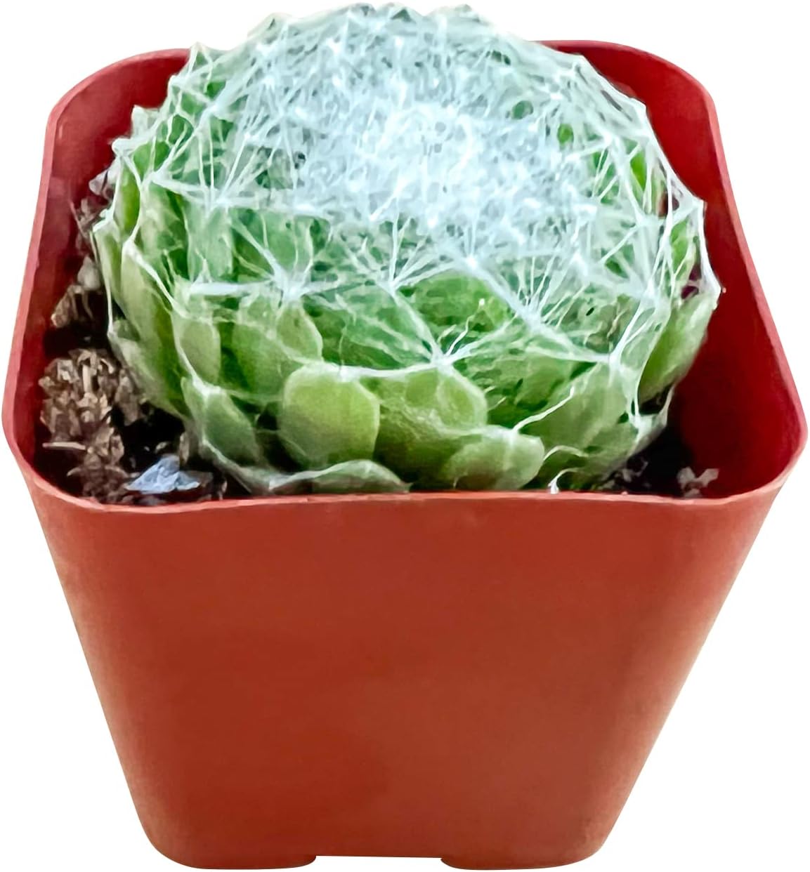 Sprout N Green Sempervivum arachnoideum, Live Succulent Fully Rooted in 2 inch Starter Pot, House Plant for Indoor Outdoor Home Office Wedding Decoration Party Favor