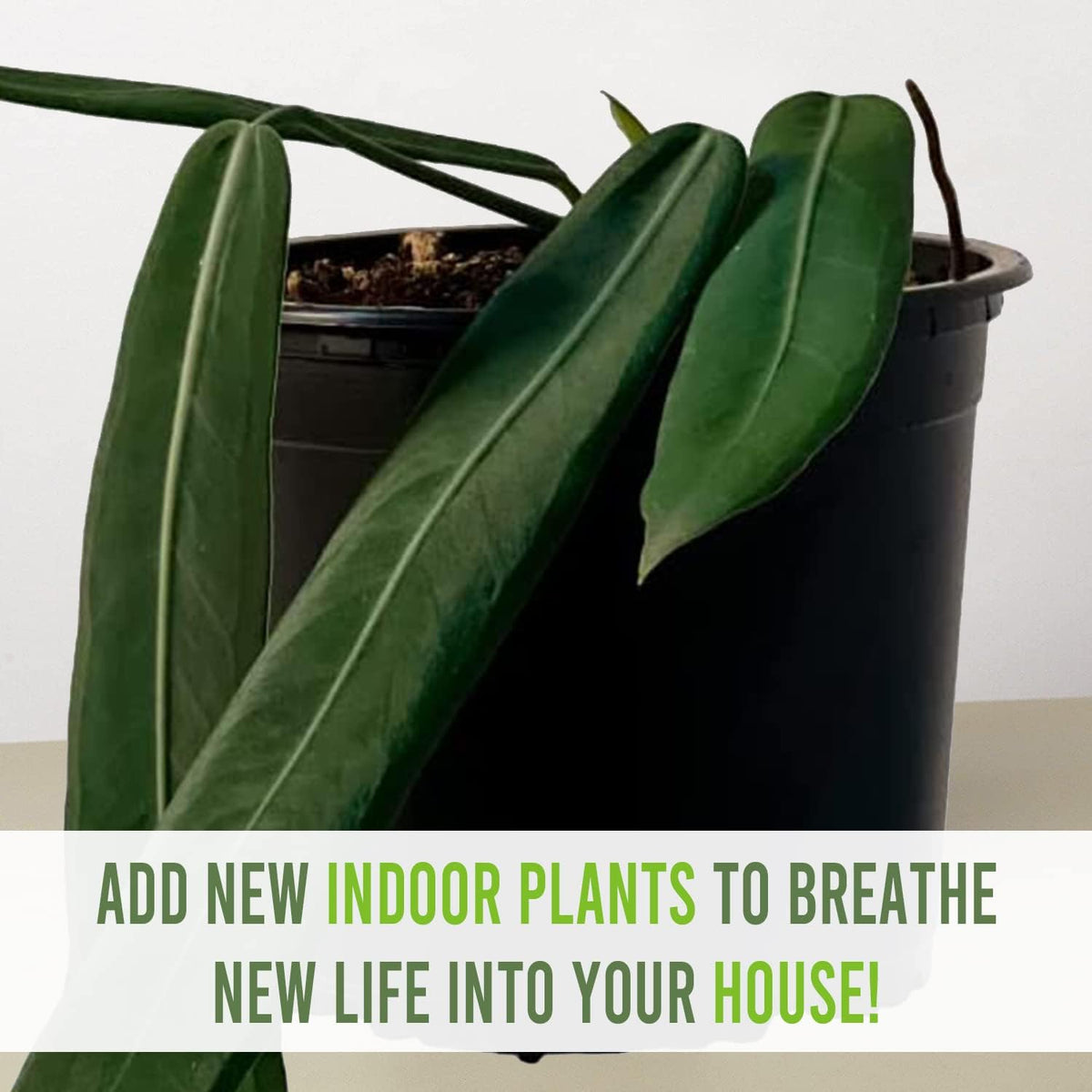 LEAL PLANTS ECUADOR Anthurium Pallidiflorum Live Plants| Green Live House Plant for Indoors|Rare and Exotic Indoor Plants for Living Room|Anthuriums Live Plants |Pallidiflorum Live Heart Plant