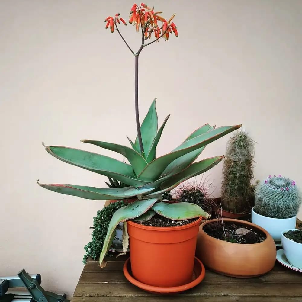 Coral Aloe Plants (Aloe striata) - Live Succulent with Striking Pink Edges and Smooth, Flat Leaves for Indoor/Outdoor Gardening (2 Coral Aloe Cups)